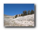 2003-09-20 White (54) Bristlecone Pine